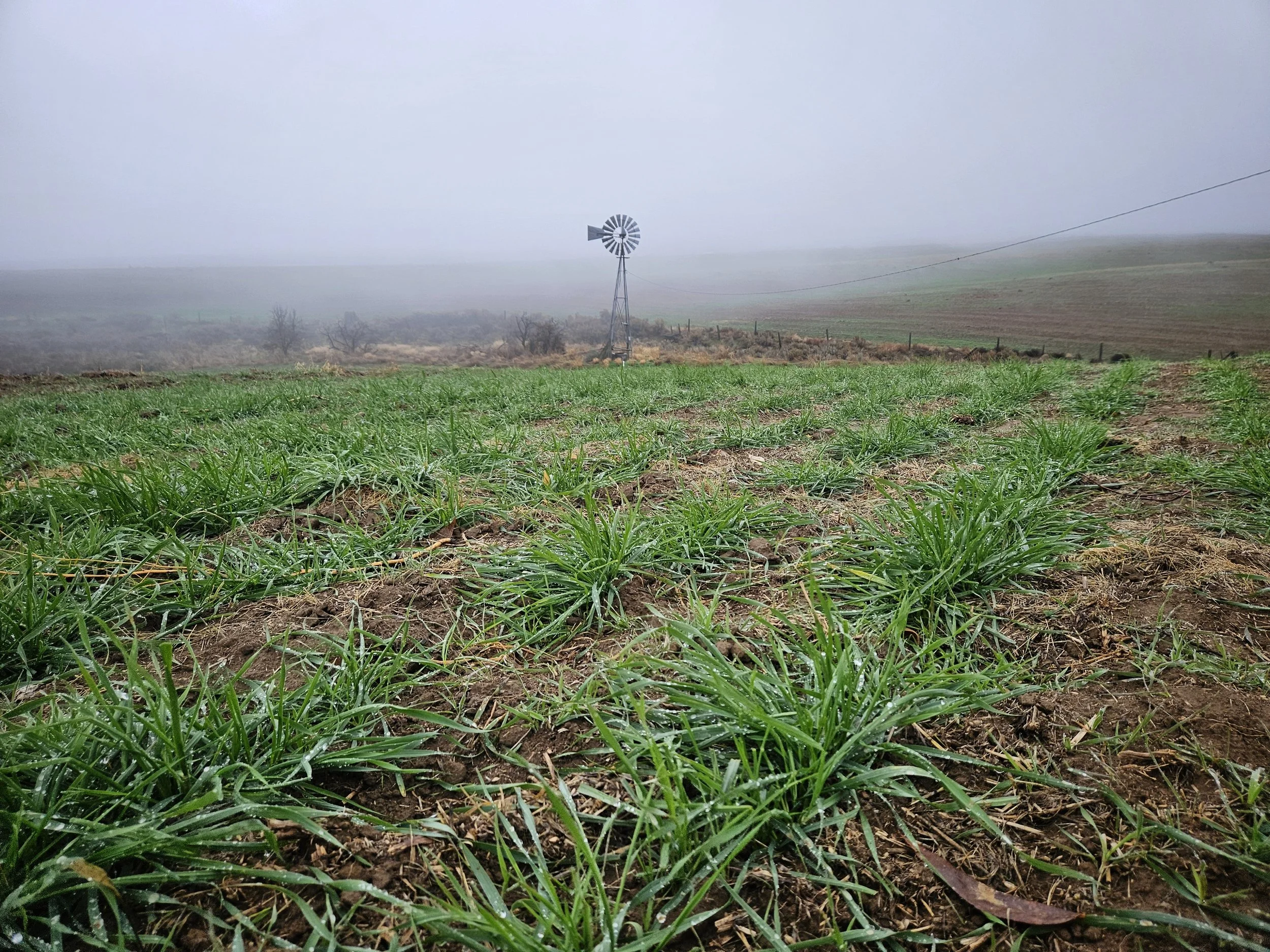 Our Regenerative Journey: The Beginning