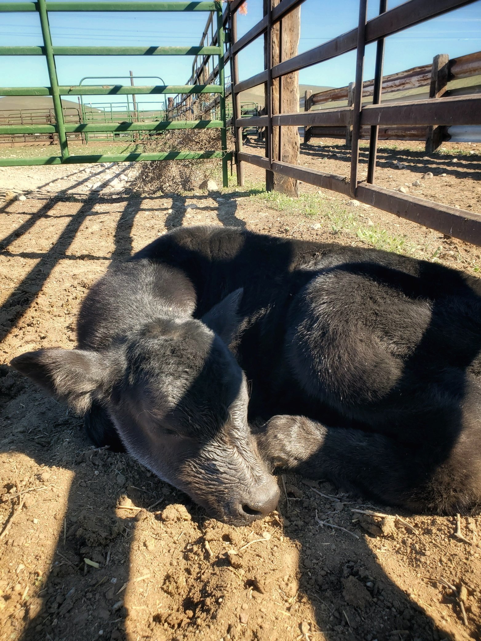 Farm Update: Calving Season