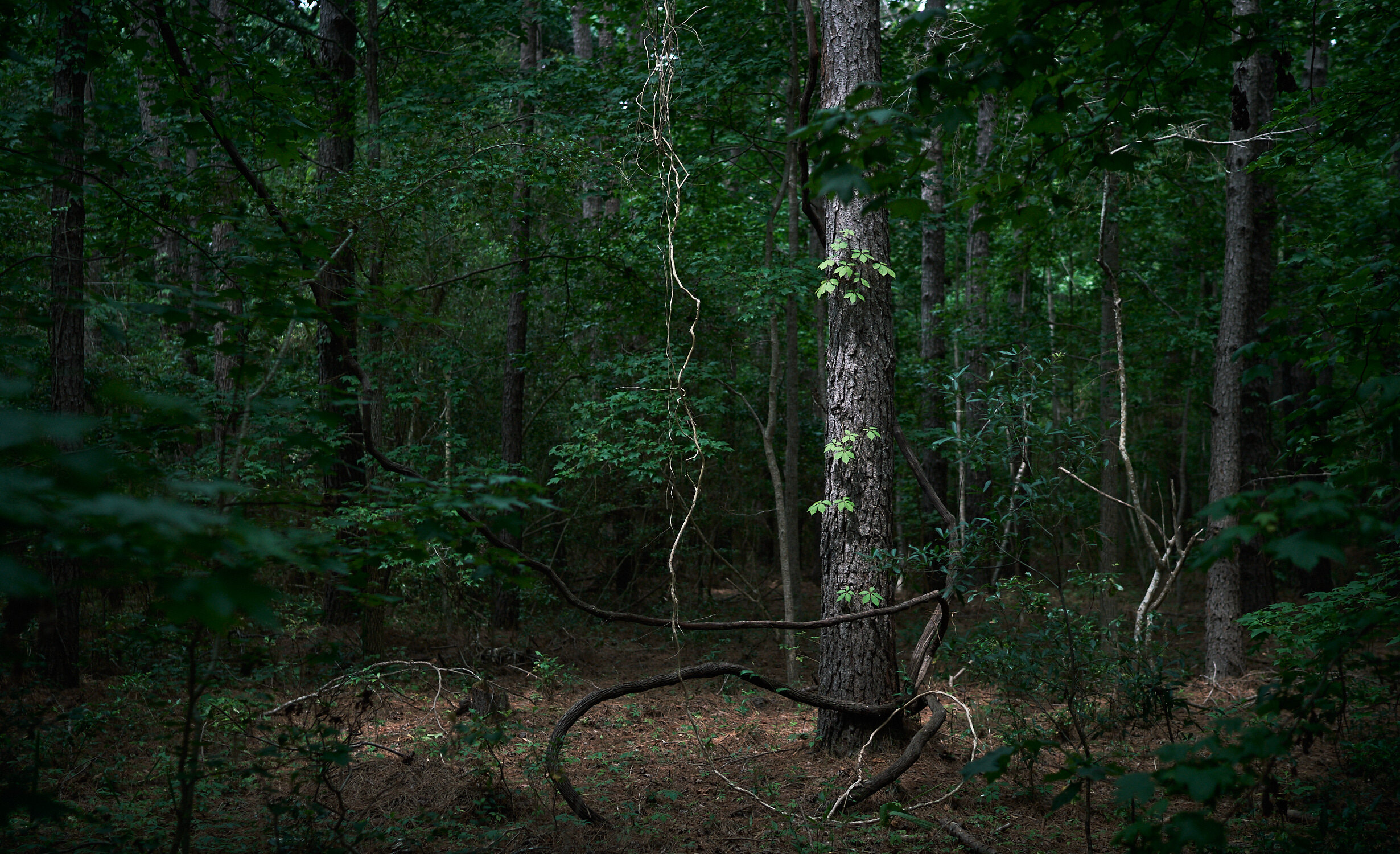 Dark Trees Riverland-0044 1.jpg