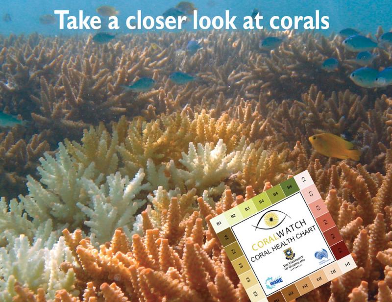 MAIN - CoralWatch card -closer look_front.jpg