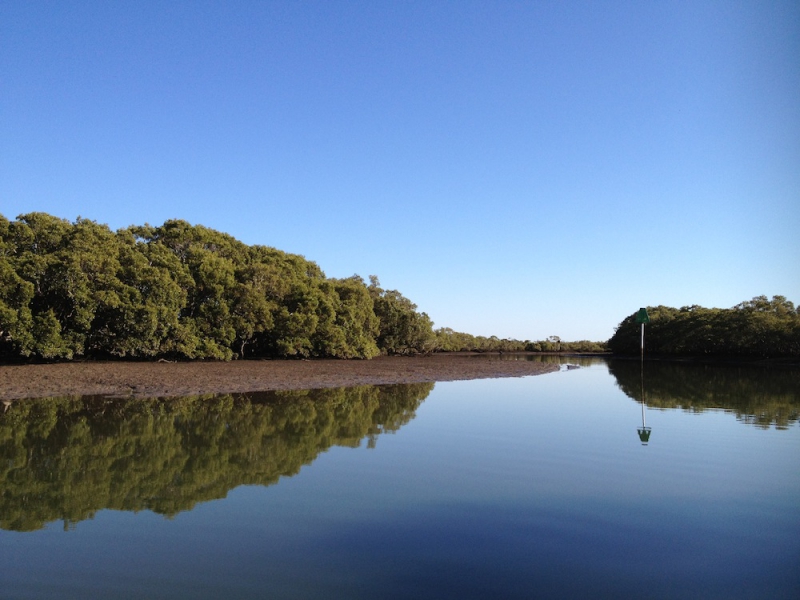 A beautiful morning to be surveying mangroves, Eprapah Ck.jpg