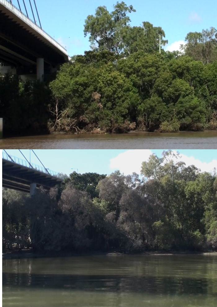 Assessing change over time - the effects of the Brisbane River floods on mangrove habitat.jpg