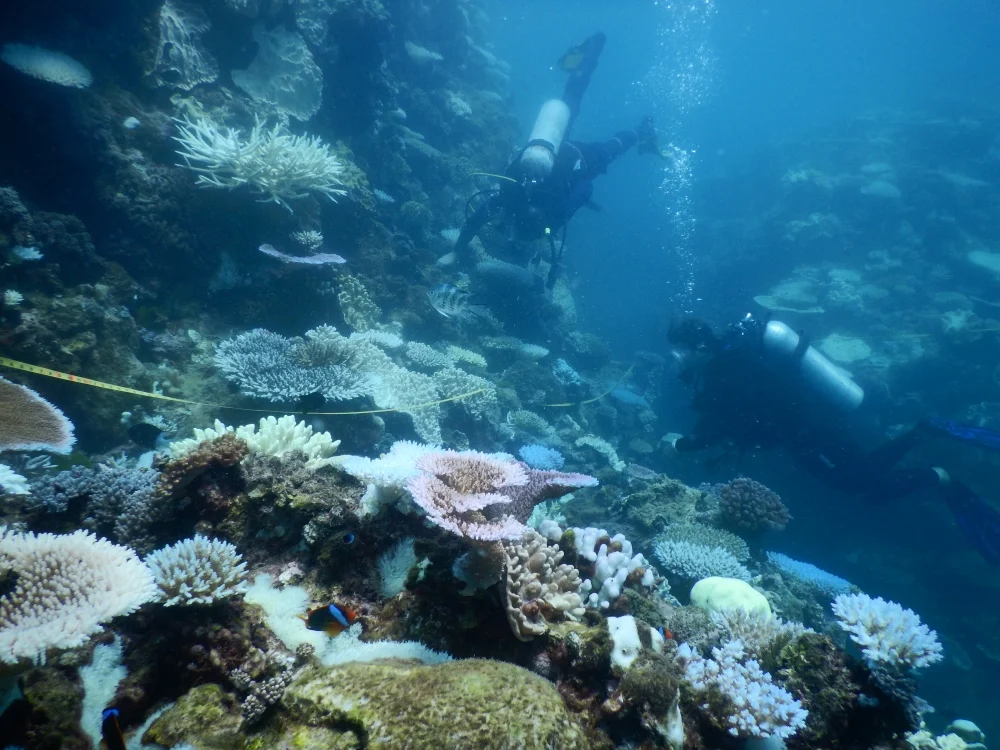 Moore_S3_7m_01April17_Divers2_GemmaMolinaro.jpg