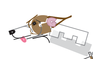 Greyhound Racer