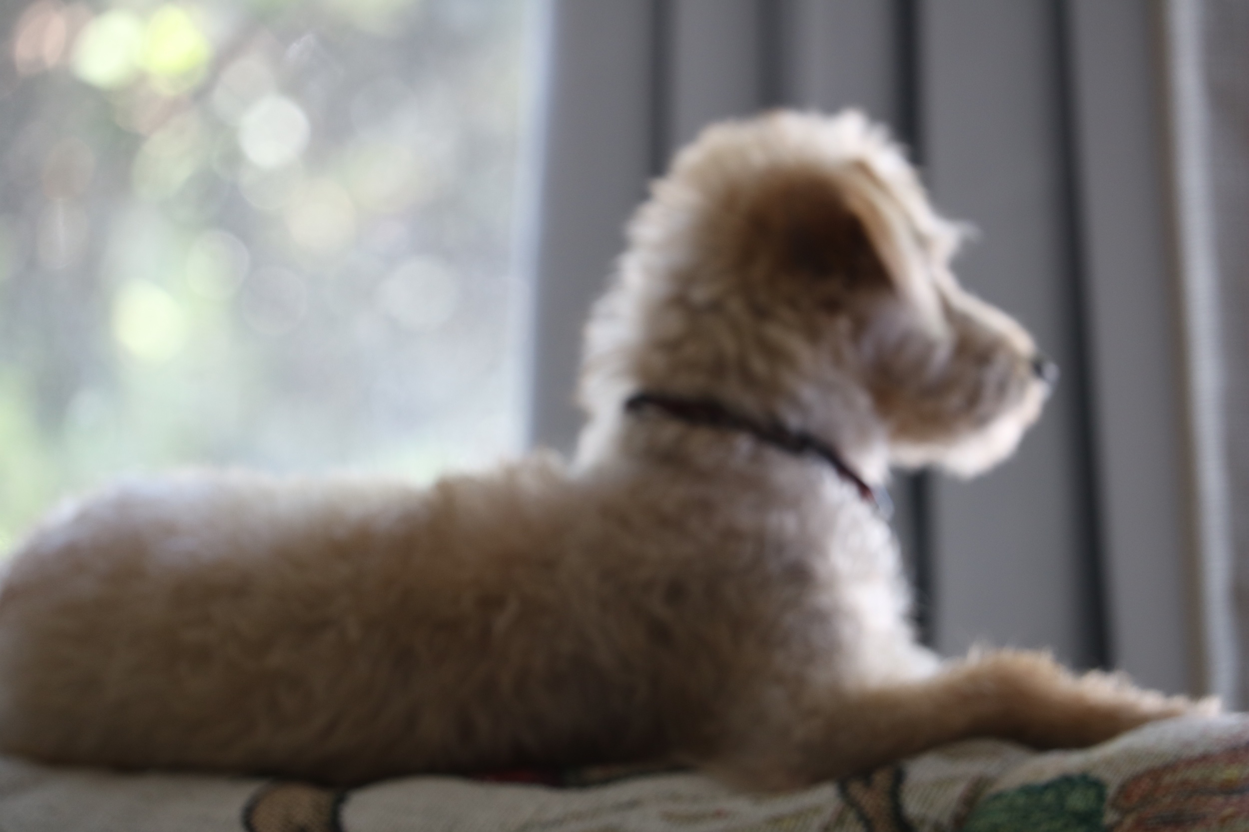 A dogs life