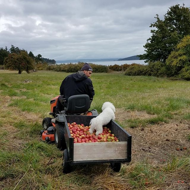We're getting ready for Harvest Faire at Greenbank Farm this weekend where we be doing field tours of our flowers &amp; love pressing cider. We hope to see you there, this Sunday at the Greenbank farm. Come ready for fun: there will be pumpkins for d