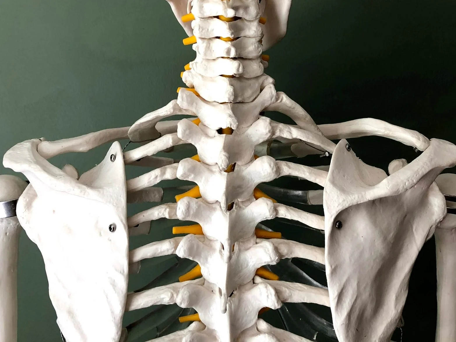 SHOULDERS TO WAIST