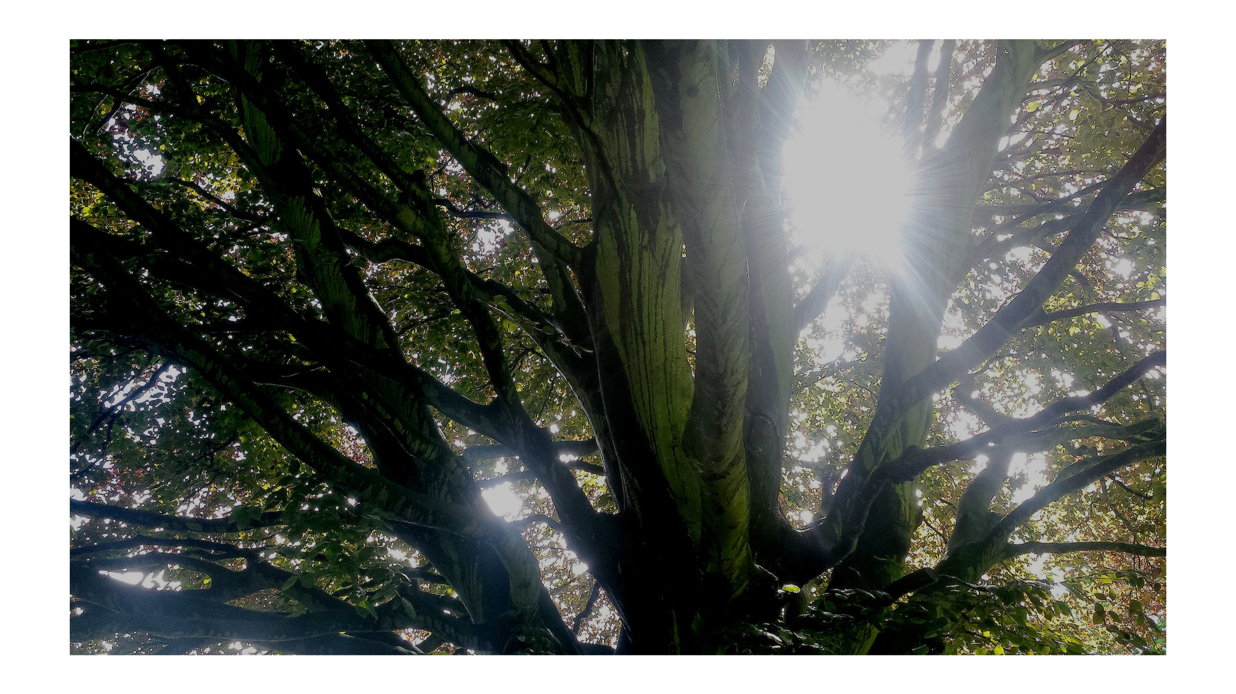 sun+coming+through+the+trees.jpg
