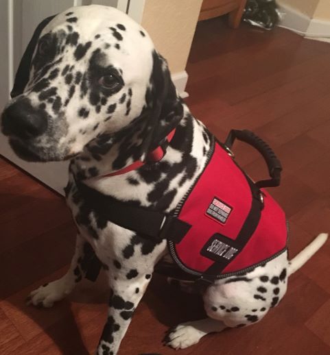Wally the service pup!