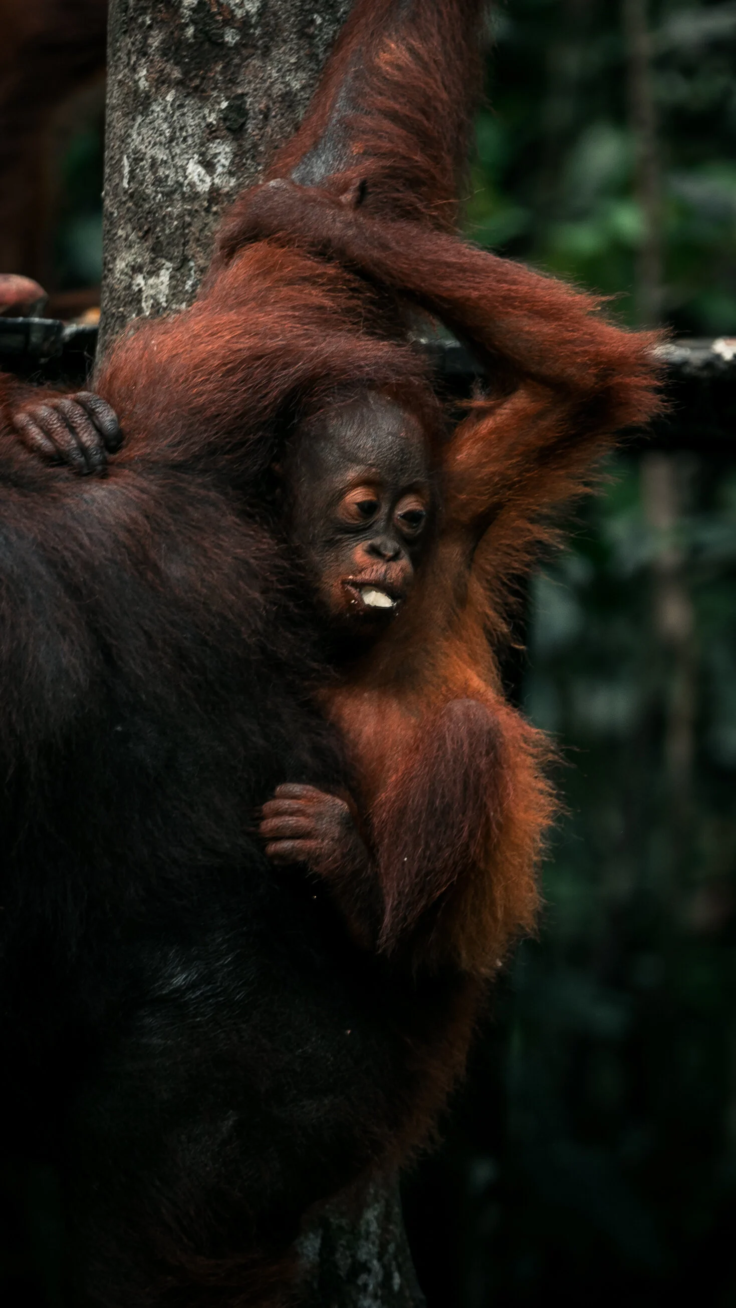 Orangutan_IGS-25.JPG