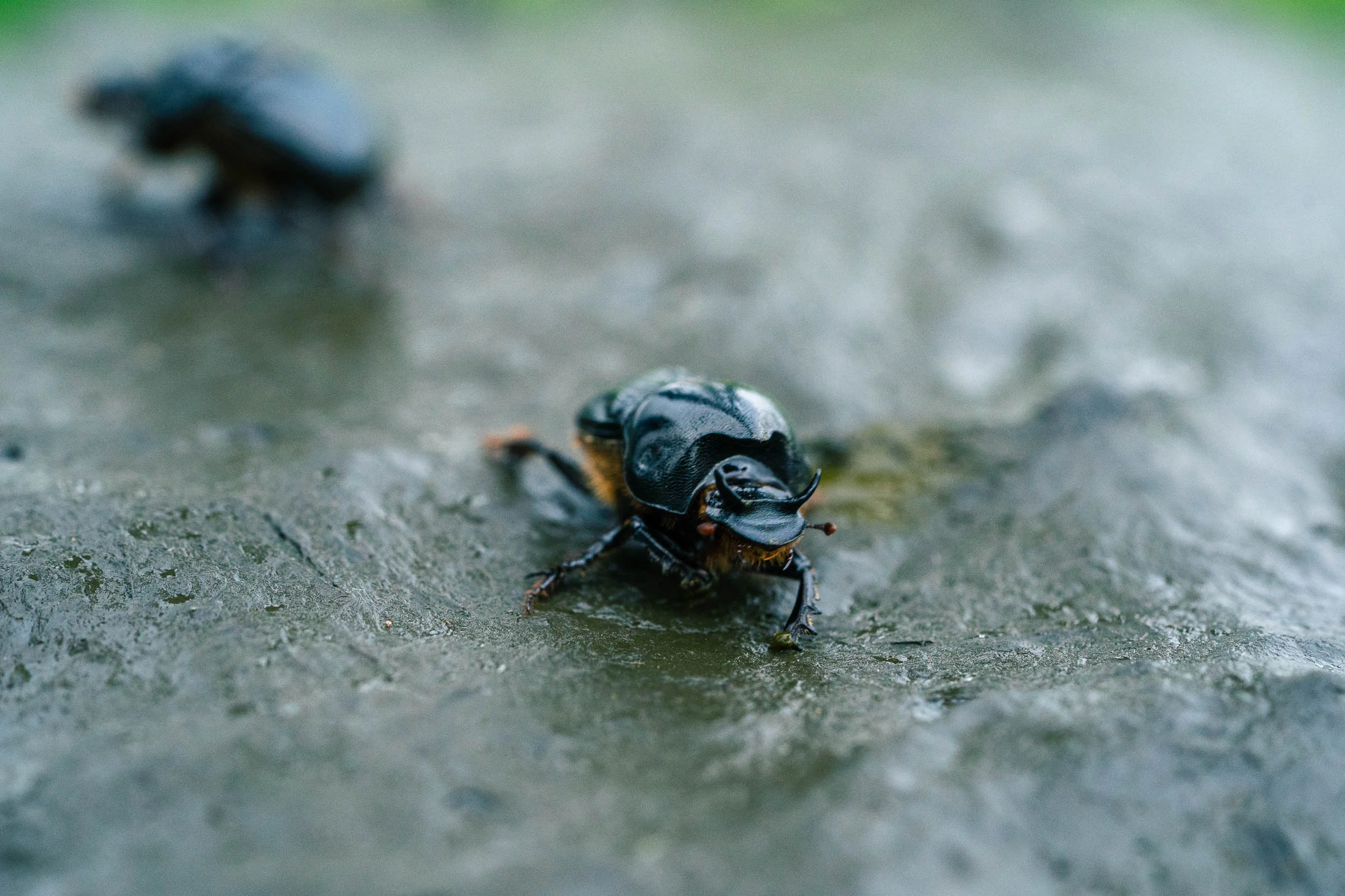 Dung Beetle_SA904280_DIGITAL.jpg