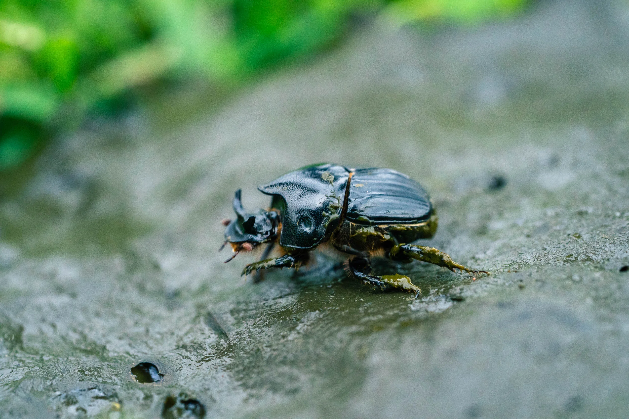 Dung Beetle_SA904313_DIGITAL.jpg