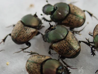 Onthophagus vacca males have a single horn.