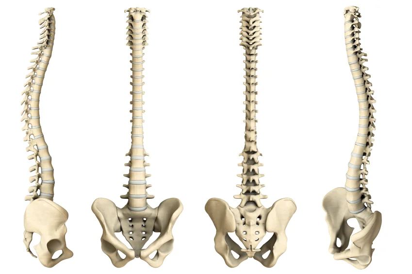 spine-4-views