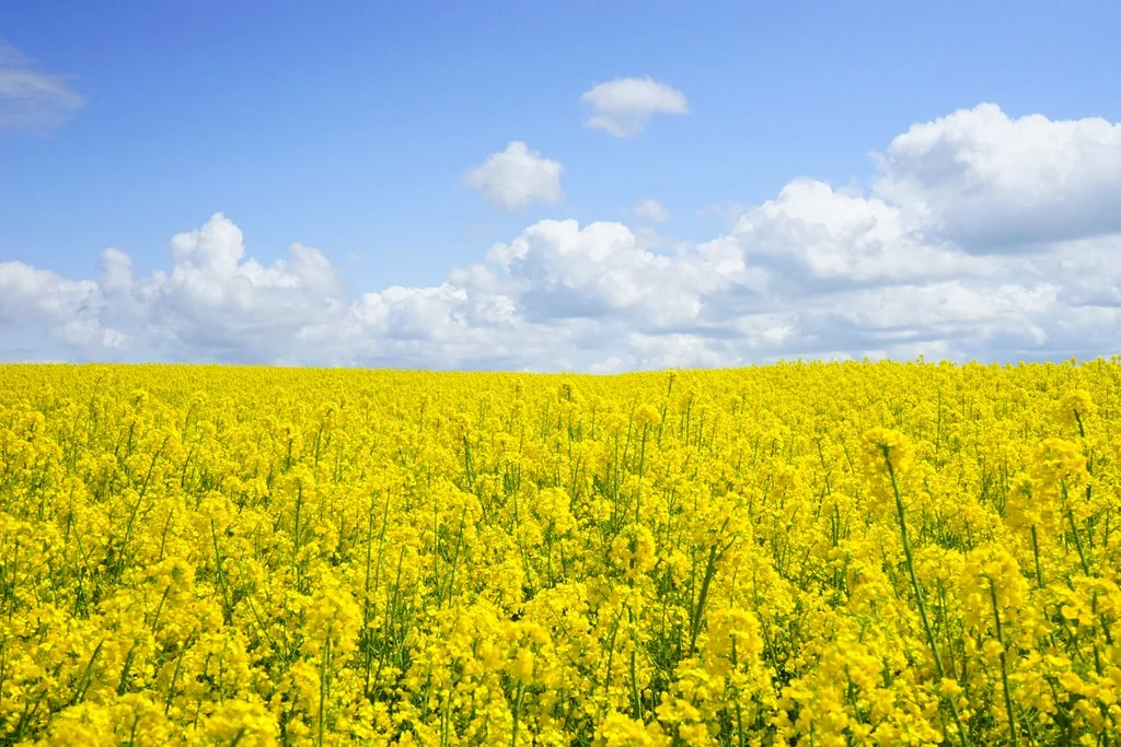How can essential oils help hay fever and allergies?