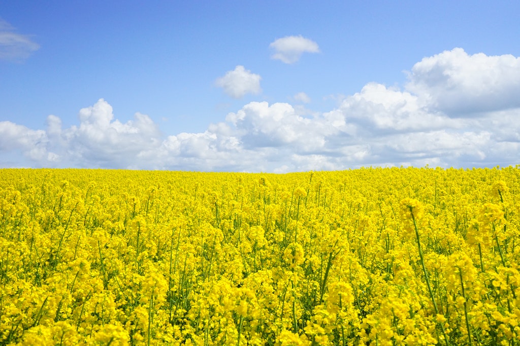 How can essential oils help hay fever and allergies?