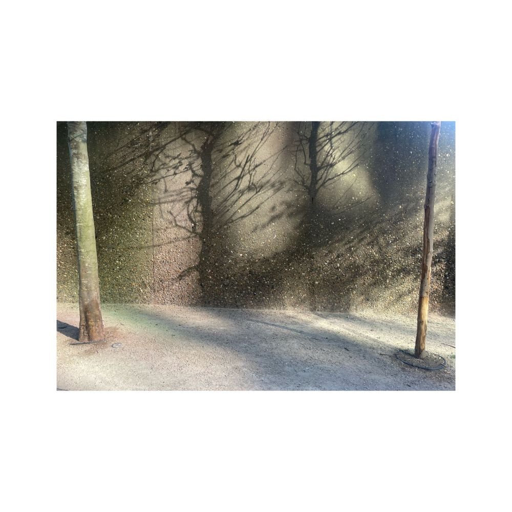 5 Jane Chilvers, Tate Trees 1, photograph sm.JPG