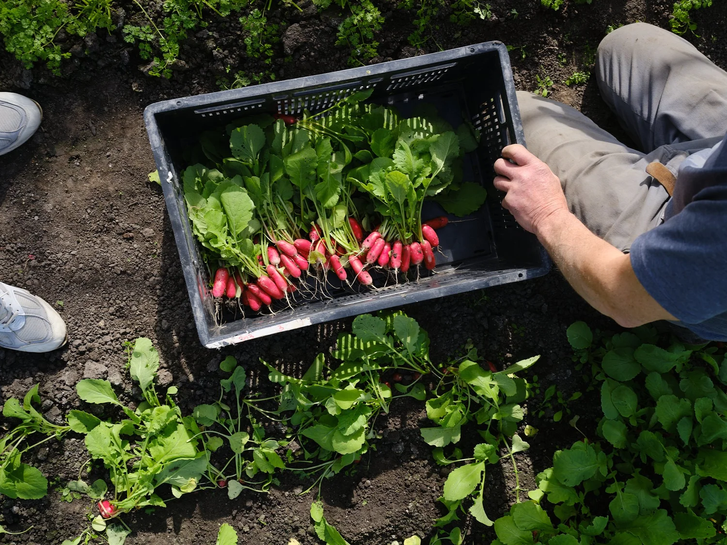 Discover all of the restaurants in Amsterdam from local food markets and cafés to Michelin-starred dining. A complete guide to where to eat.