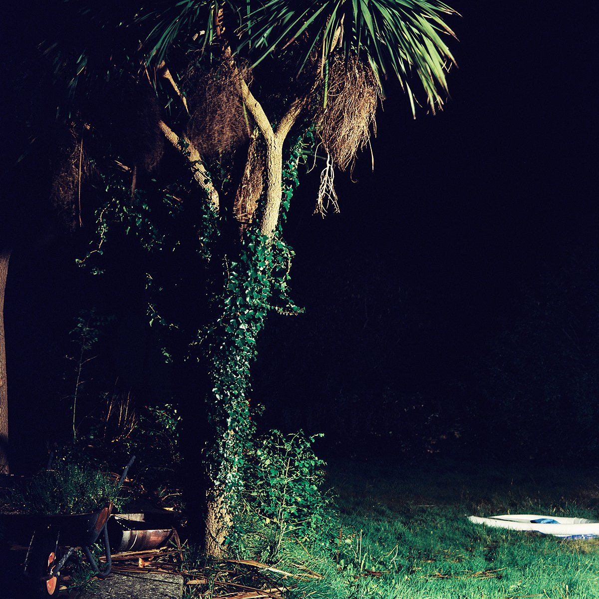 'Palm Tree' from the series 'Church Road' © Emma McGuire