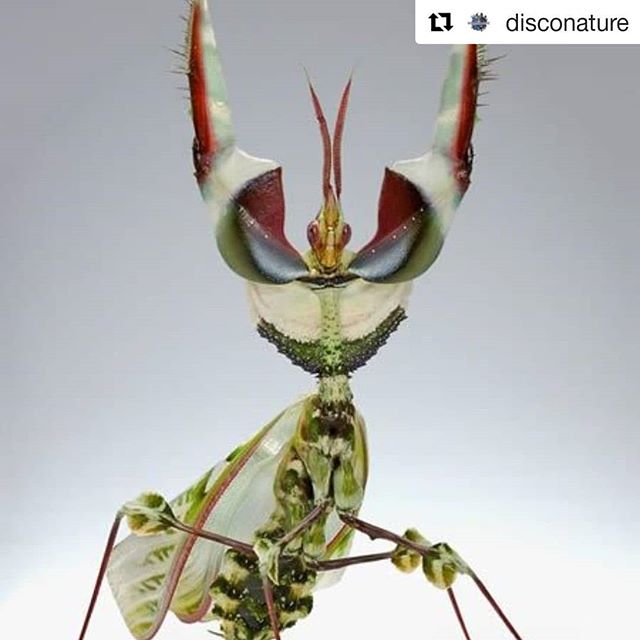 FINALLY, THE MOMENT WE'VE BEEN WAITING FOR! The adult version of the show we adored at our festival in July... Can't wait! 
#Repost @disconature ・・・
Kaoru Is Playing Mantis. Dance. Mate. Eat. Nature's serious love lessons. For adults only. Saturday 3