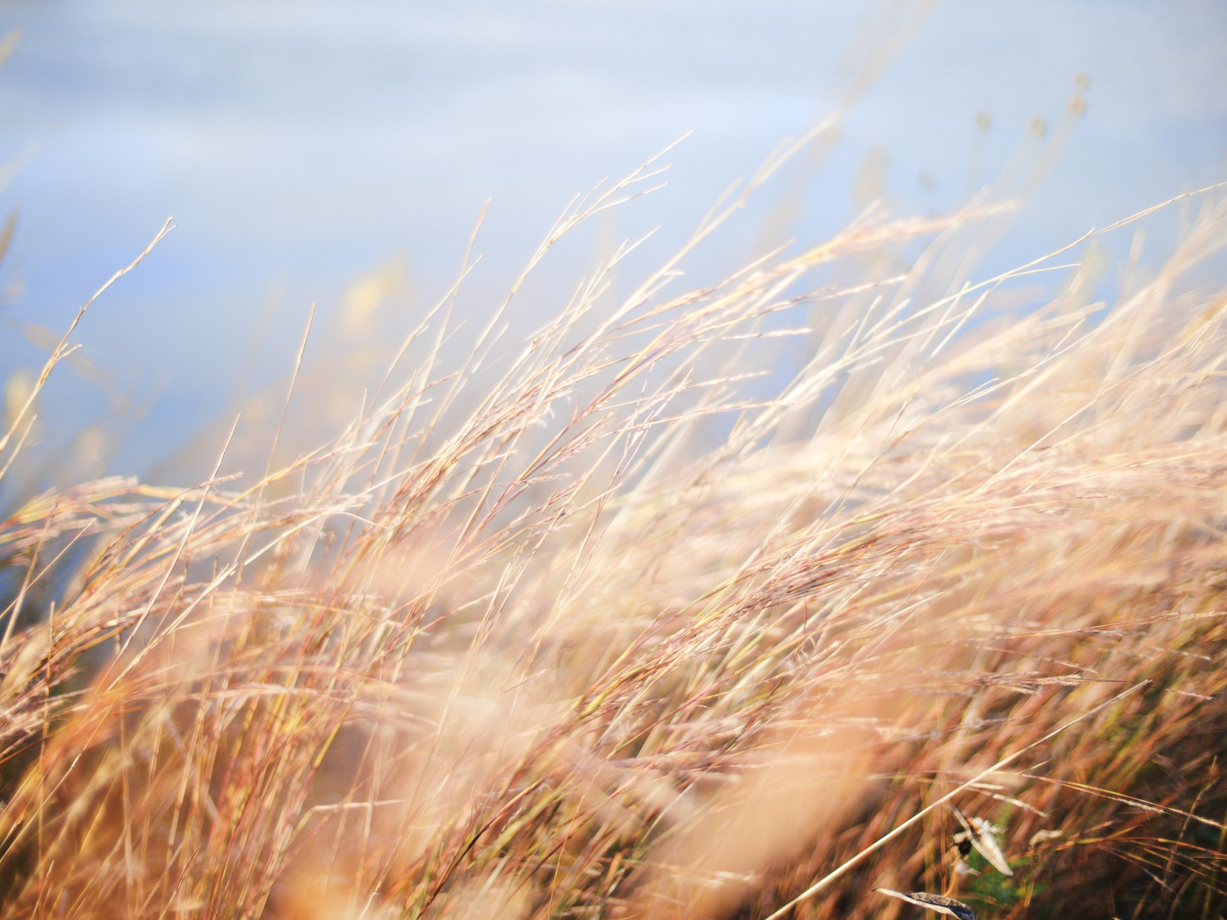 southwind-health-collective-prairie-grass