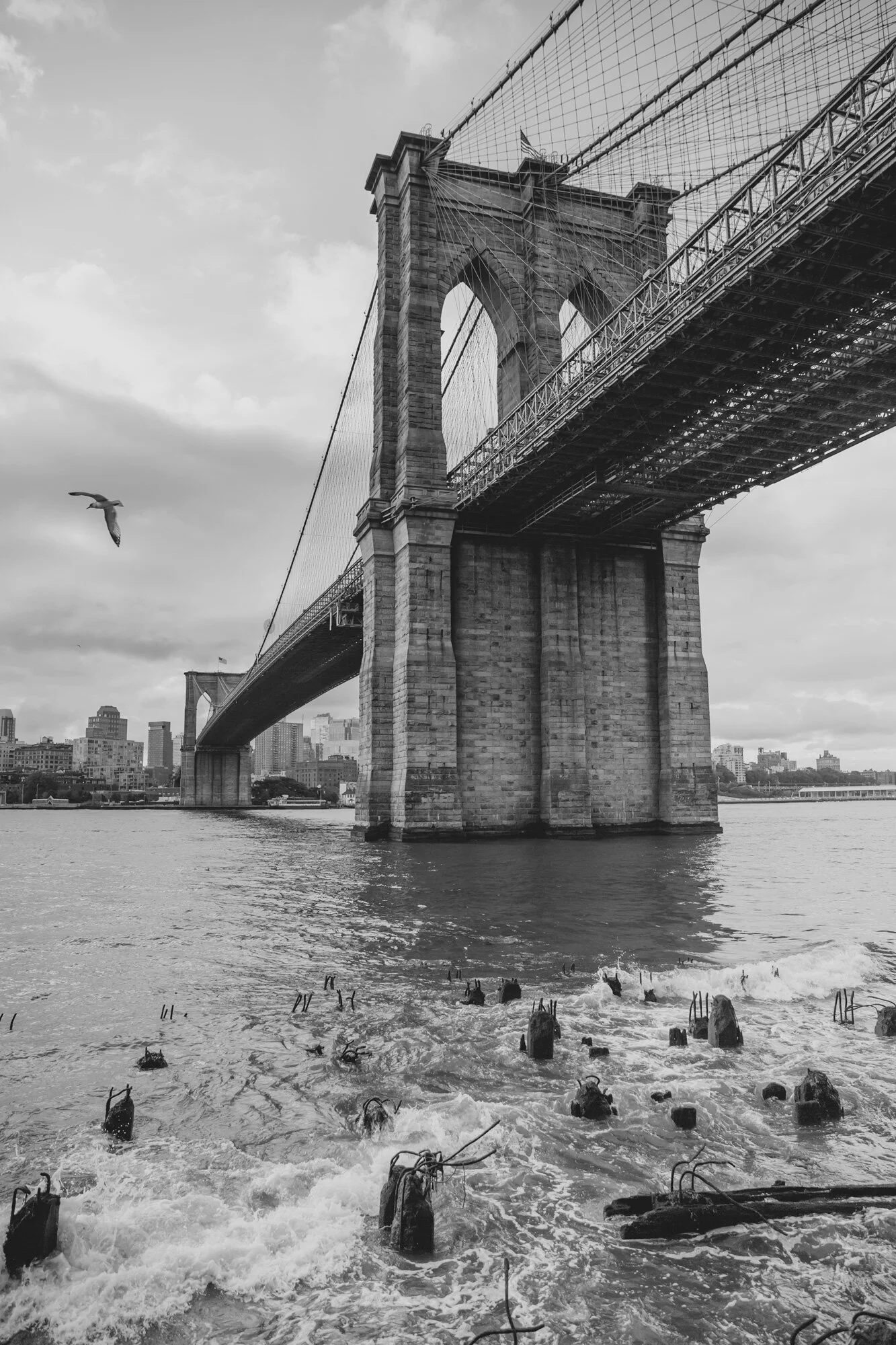 BrooklynBridgeBird-LR.jpg