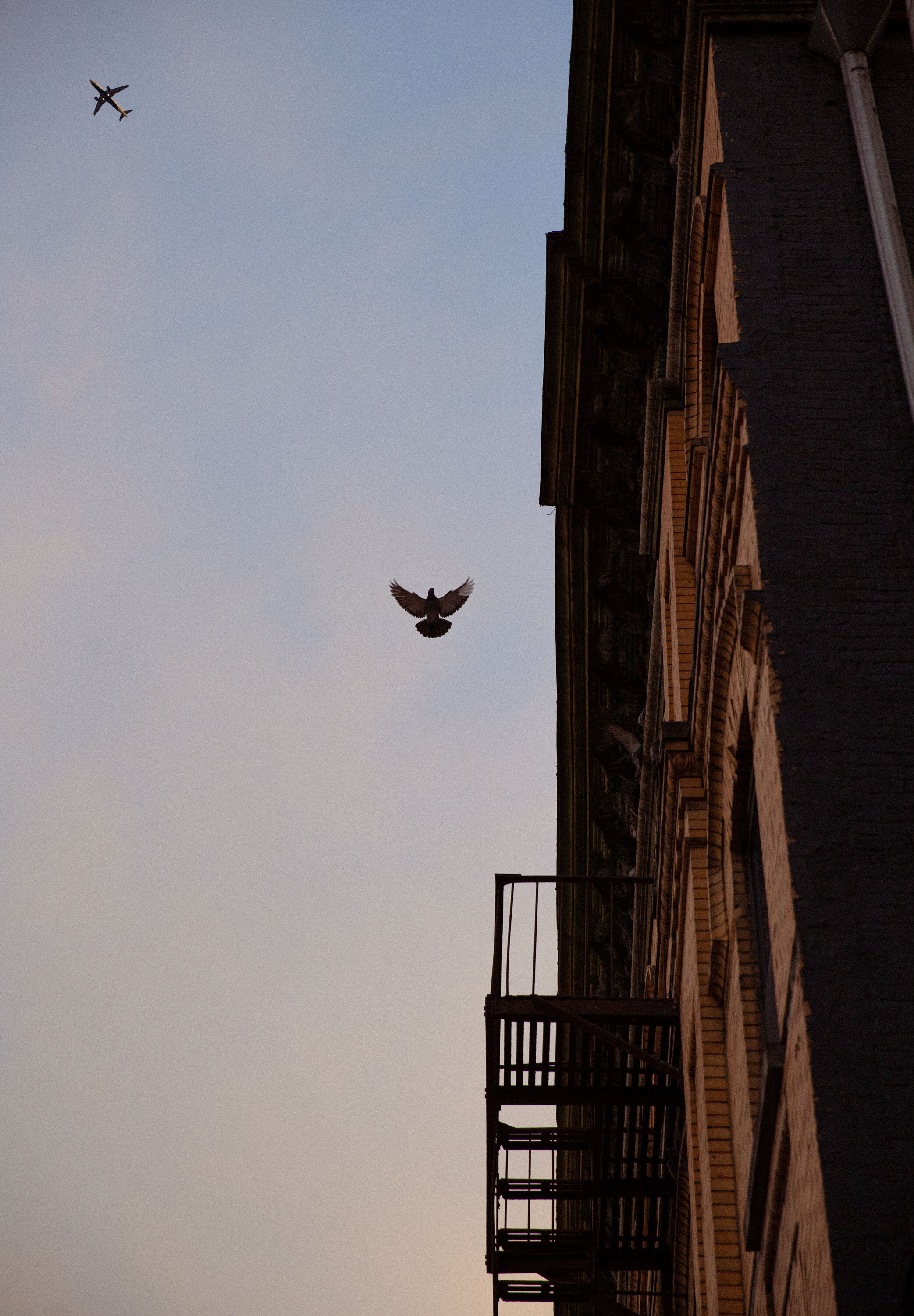 Pigeon-LR.jpg