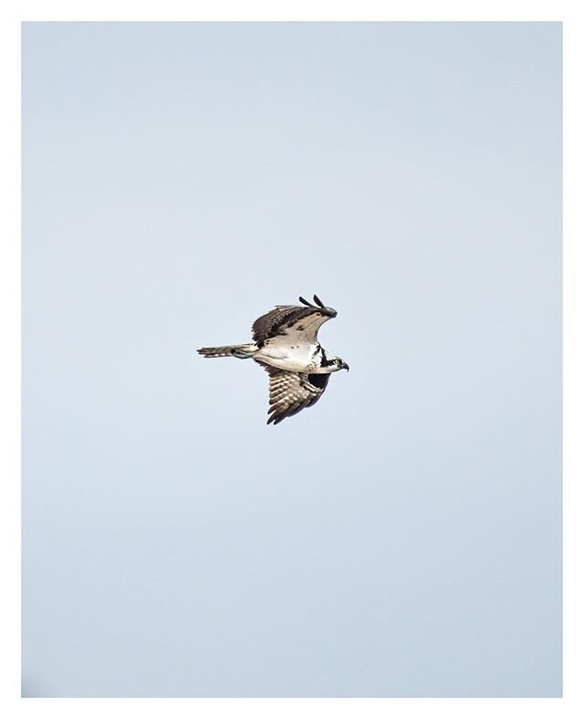 Osprey eyes