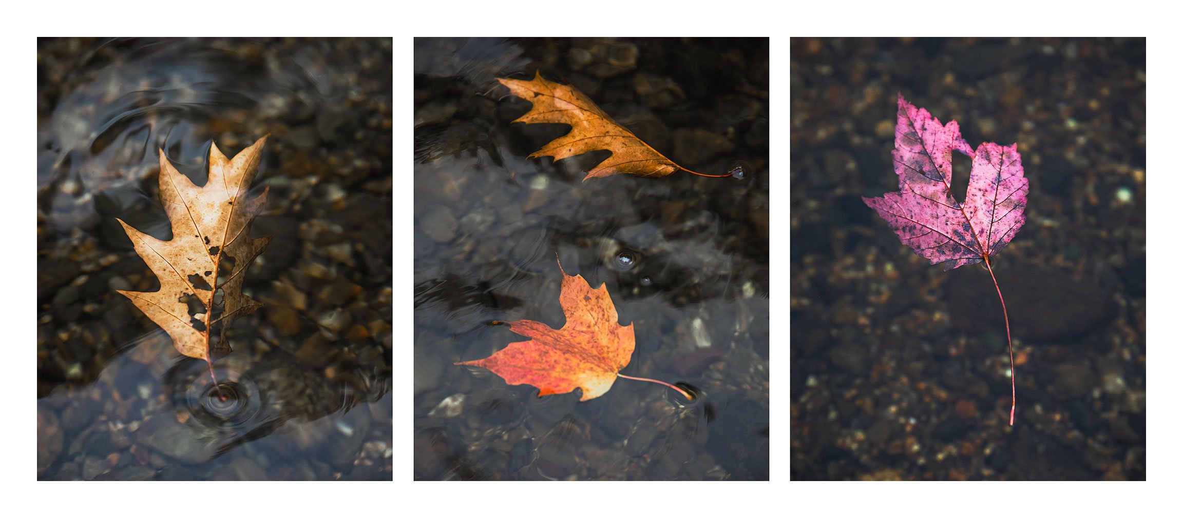 Turning over a new Leaf ( triptych )