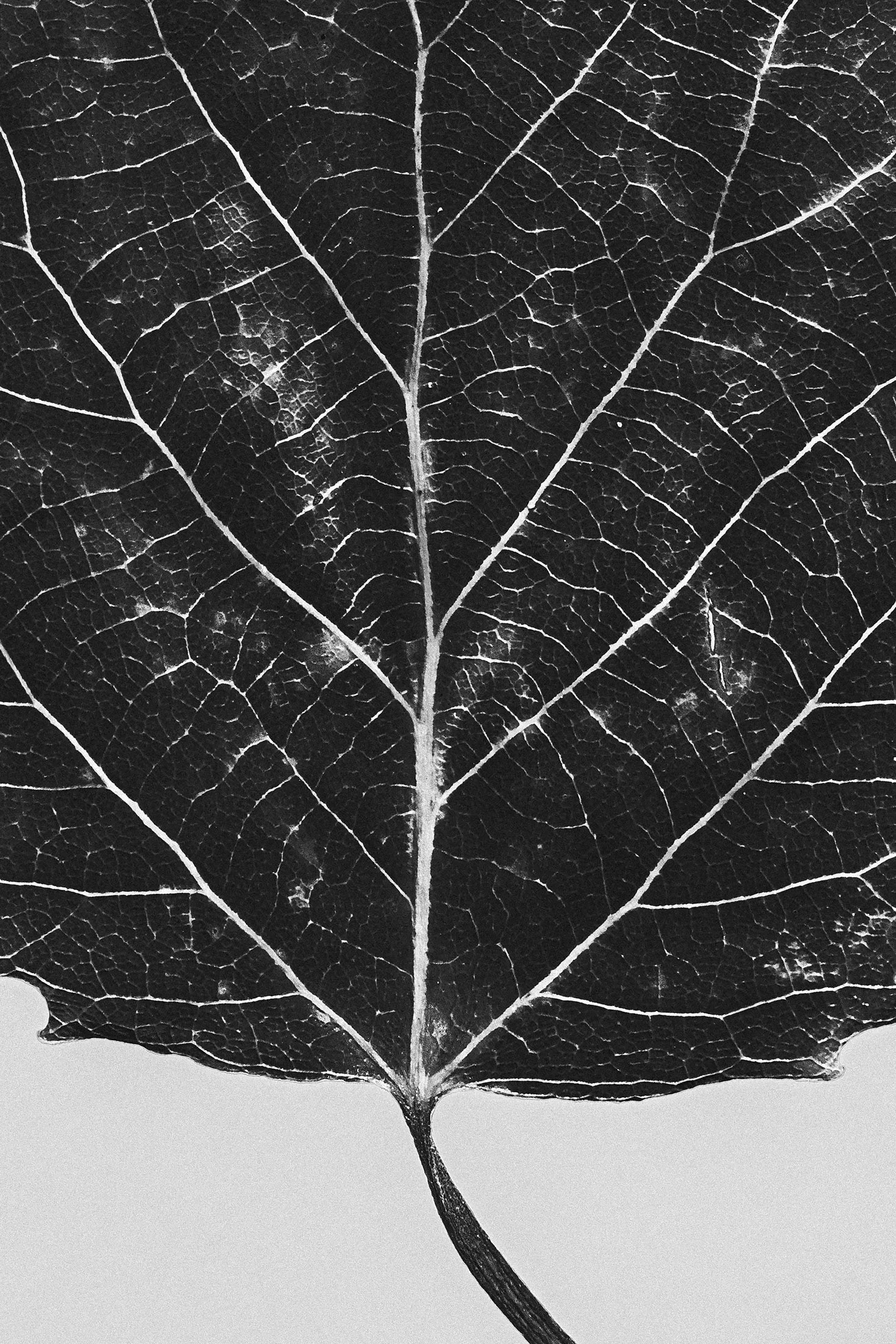 Leaf Lines