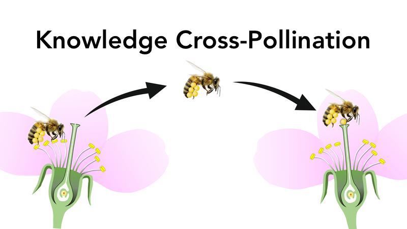 Specialised vs. Diverse Experience Trainers?