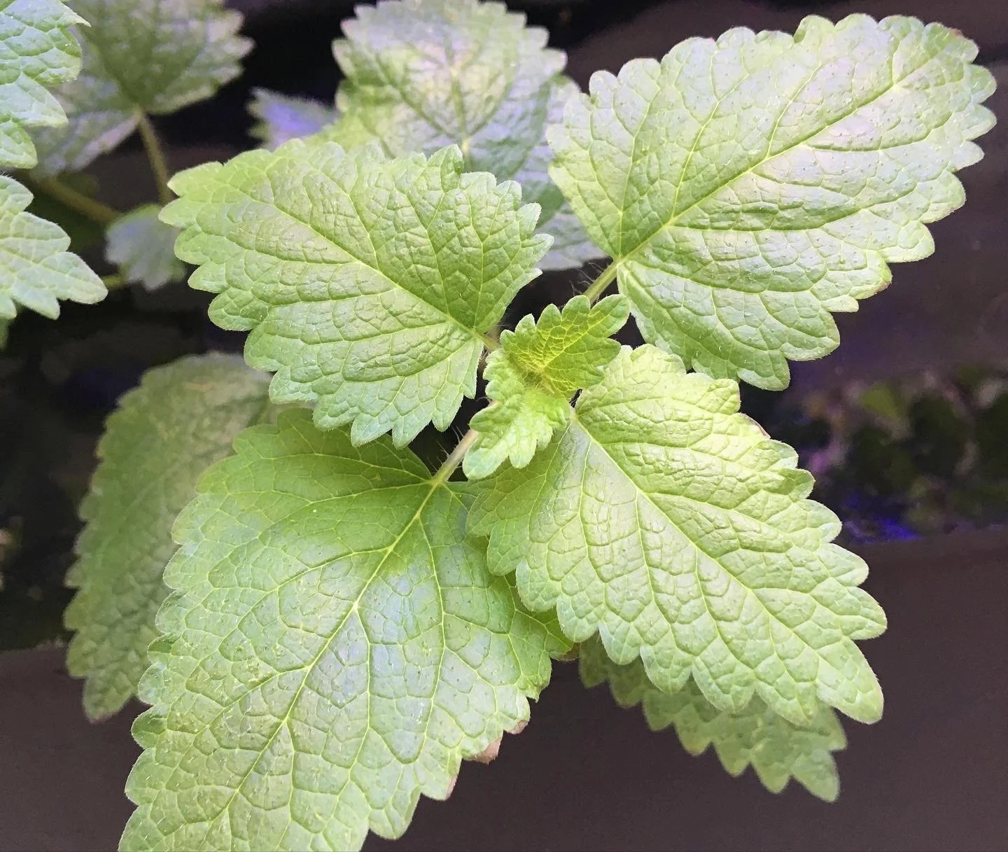 Lemon Balm tea in a Martian House 