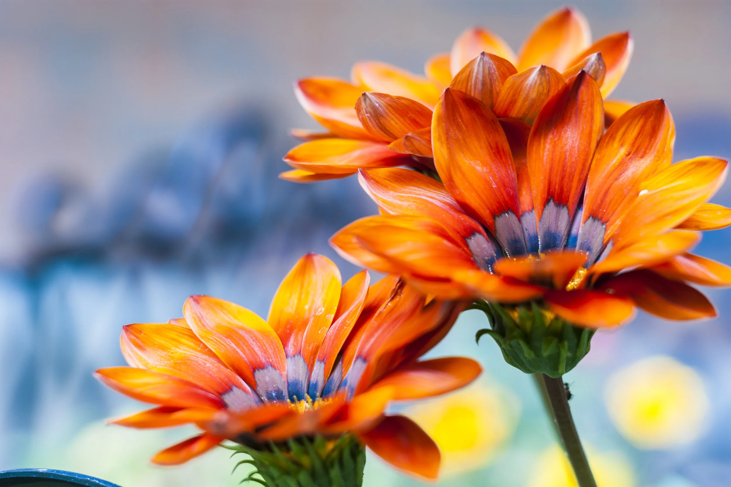 Energy Saving Tips for the Garden