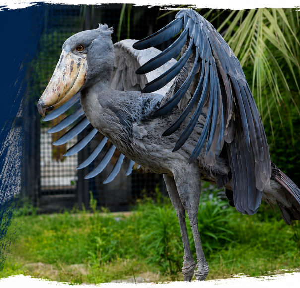 Professor Shoebill, a real shoebill bird featured in the museum’s Fact or Folklore learning activity.