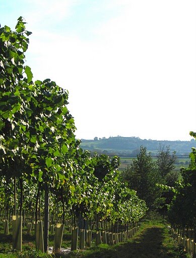 vineyard (1).jpg