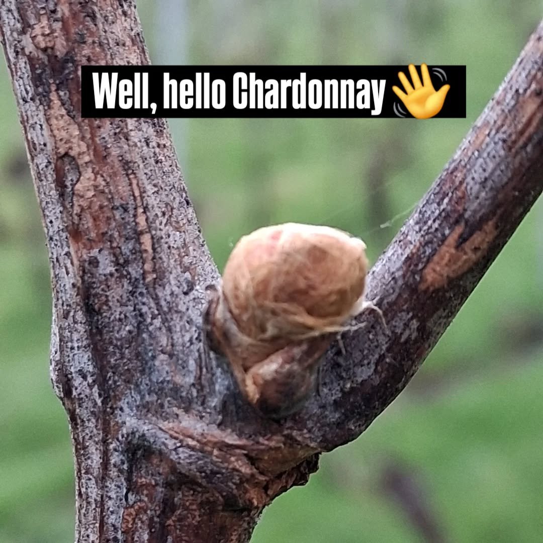 Spring has sprung. Chardonnay are waking up ready for a beautiful summer ☀️ #englishchardonnay #springwine #somersetvineyard #langportwhereitsto