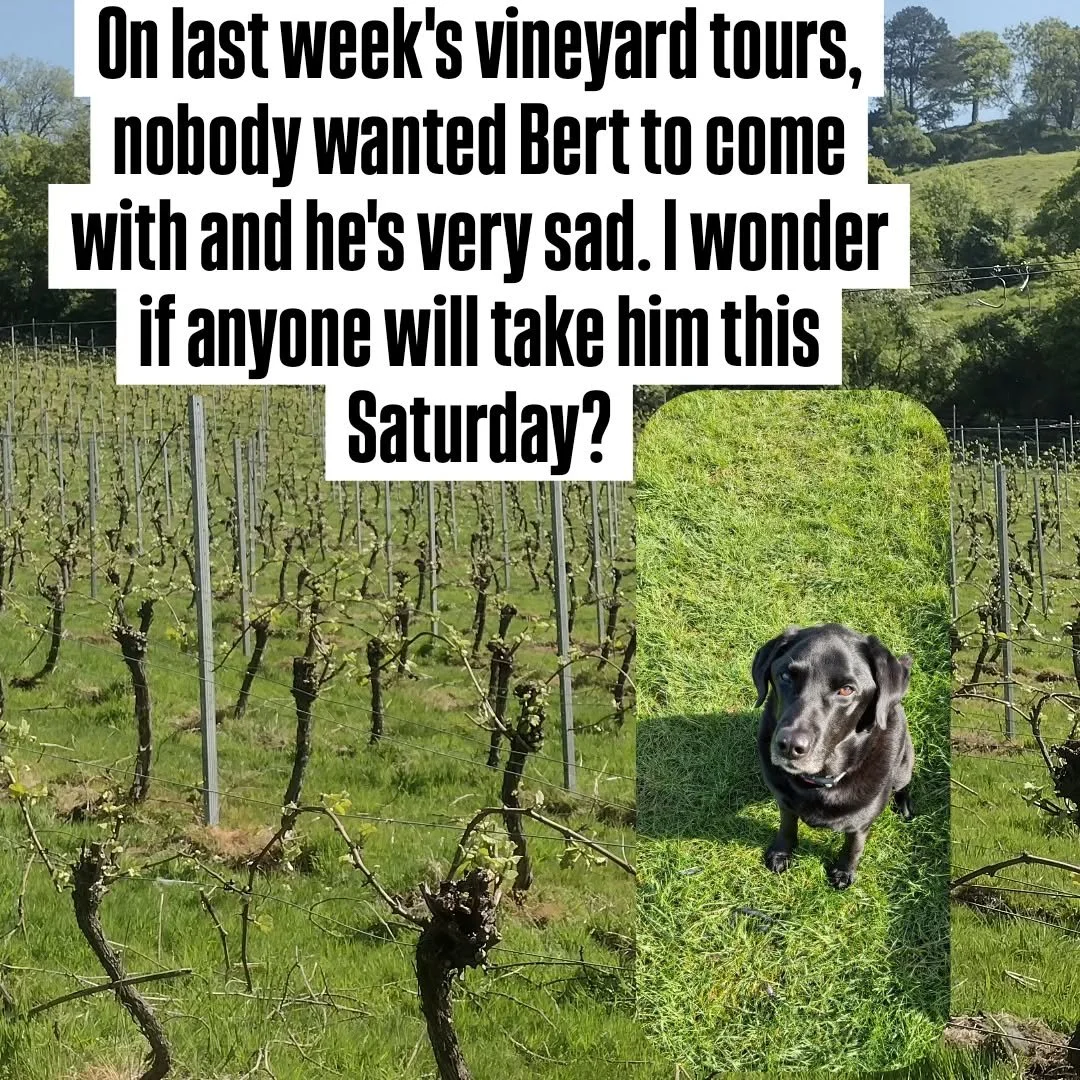 Number one tour guide Bert is looking forward to meeting tomorrow's visitors to the farm.  He loves showing people around.  We're open 10-4.00pm for vineyard walks and tasting.  #visitlangport #vineyarddog #englishvineyardforsale #vineyardtour