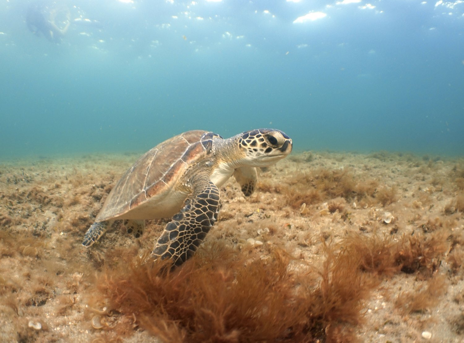 Deerfield Beach Sea Turtle