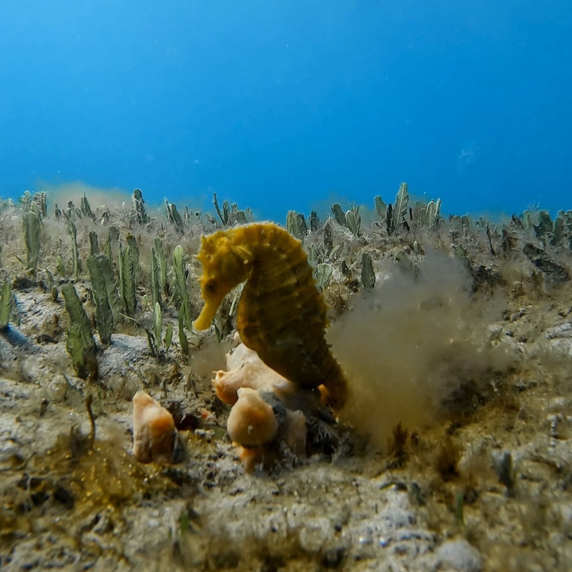 Seahorse at the Blue Heron Bridge