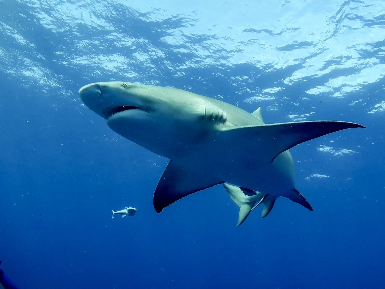 Lemon Shark off Palm Beach, FL