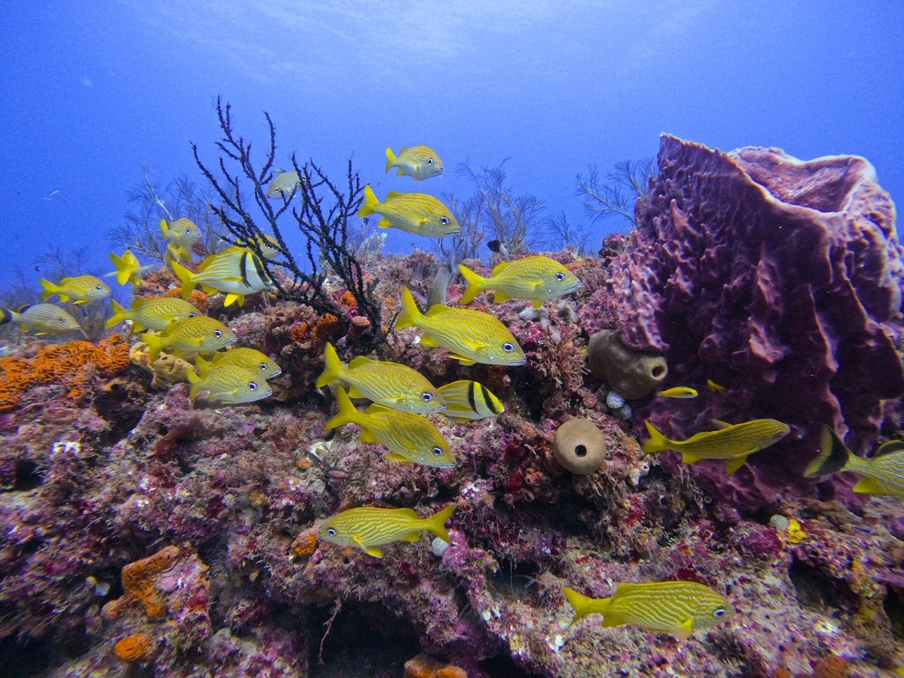 Tropical Fish and Corals off Palm Beach