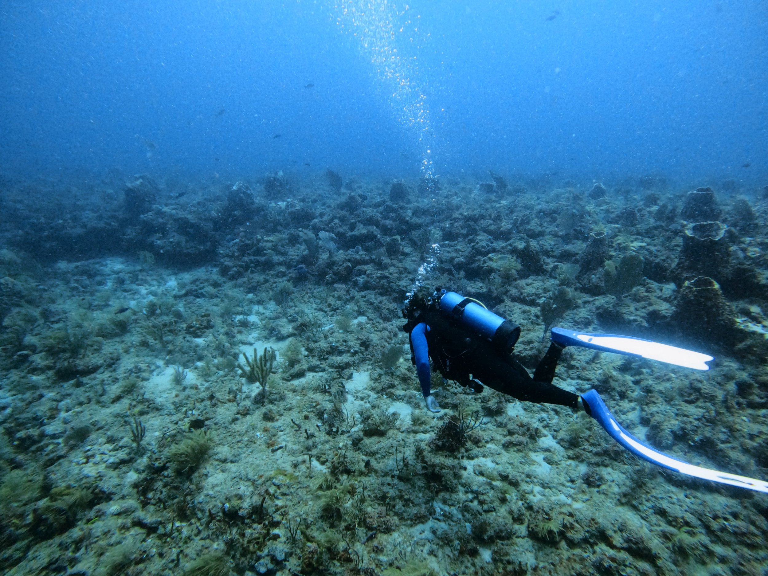 SCUBA Diving Breakers Reef- Palm Beach, FL