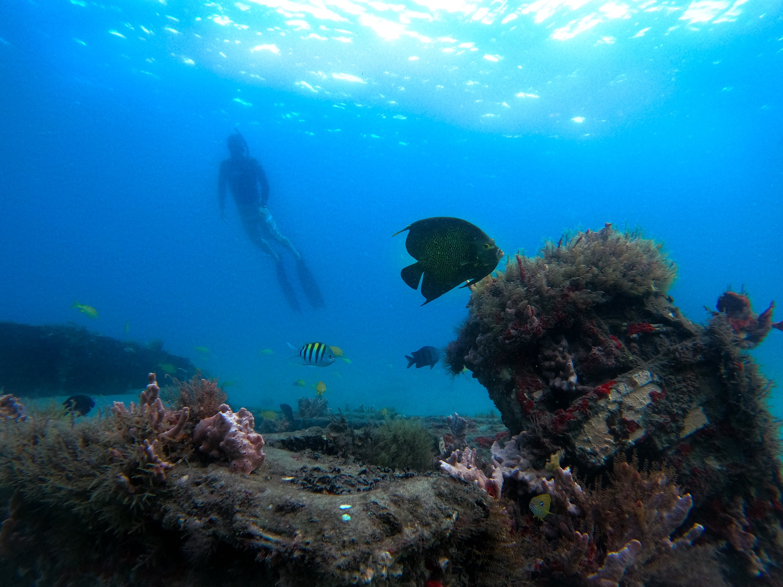 Freediving at the Blue Heron Bridge