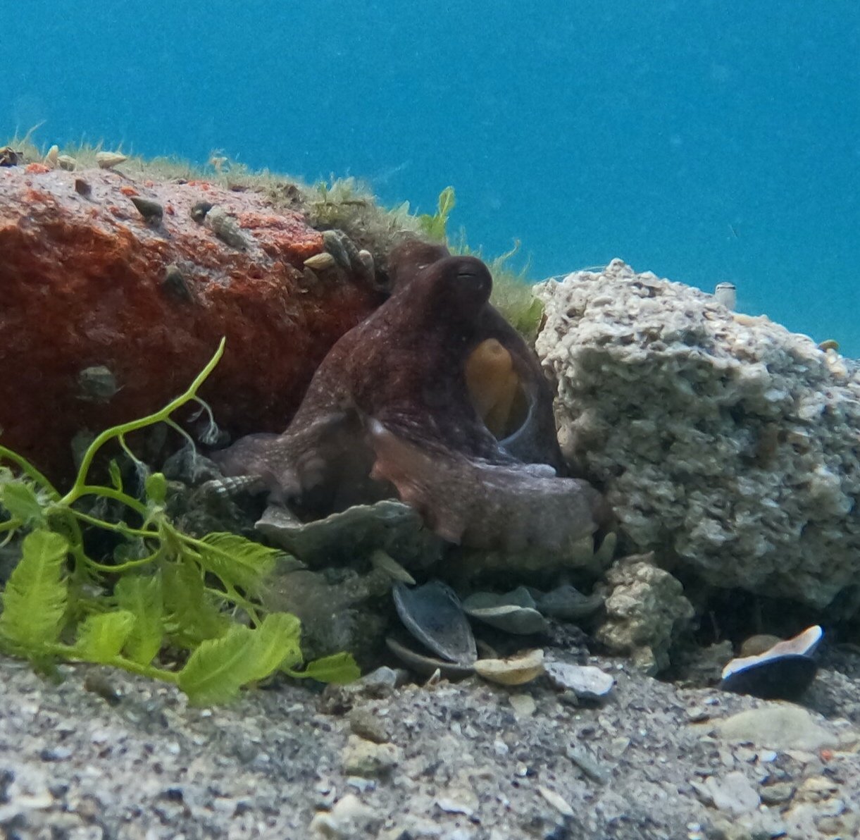 Octopus at the Blue Heron Bridge