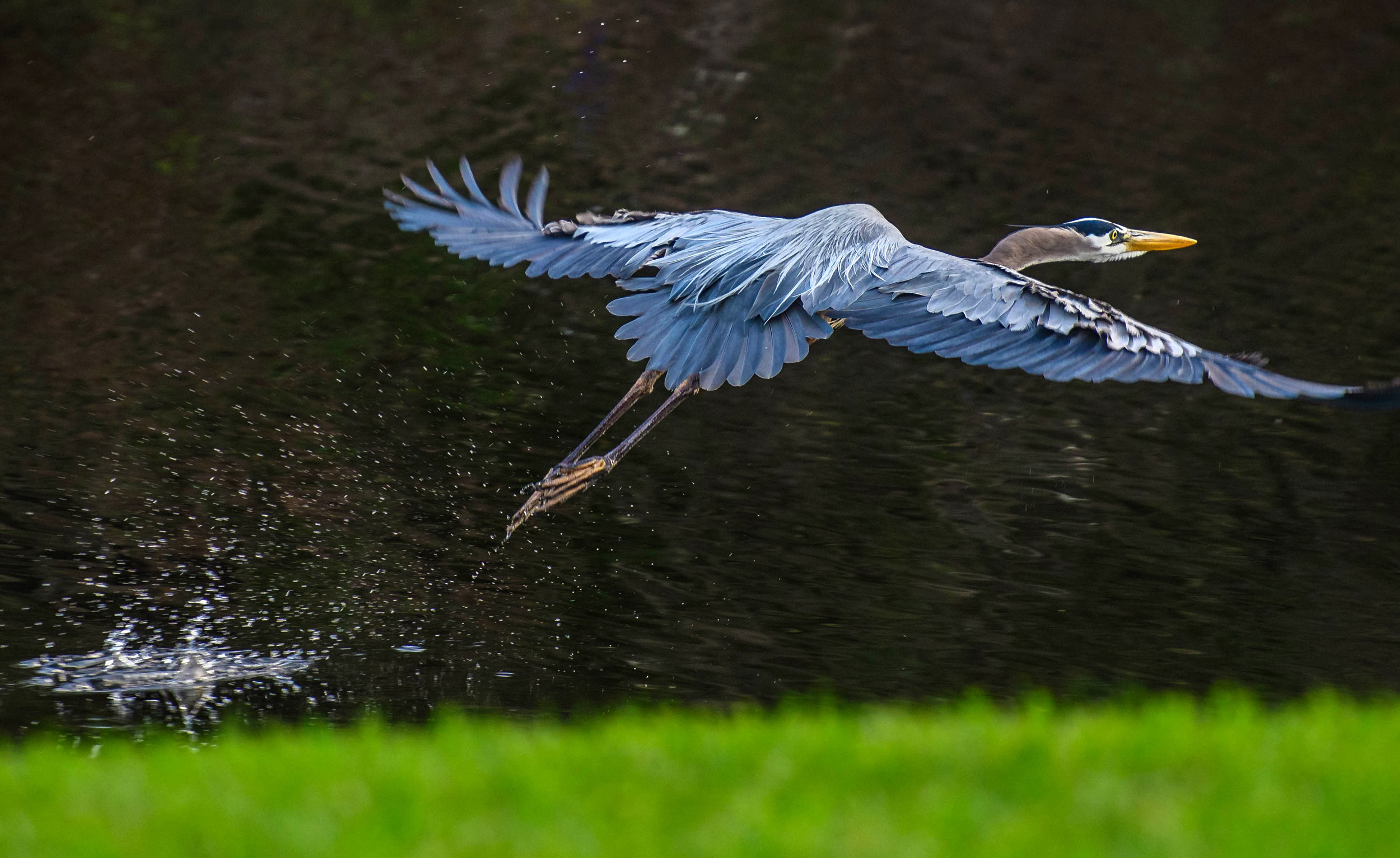 blue-heron-in-flight.jpg