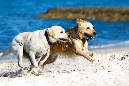 Our Pets Are Family Our pets are part of our families…we need to look at what we can do to give them a full, healthy life. Chemicals and toxins such as pollution, radiation, cigarette smoke and herbicides find their way into our pet’s food. The Ninth Life organic pet vitamin supplement was developed to help combat these harmful pollutants and all the environmental factors that our pets are exposed to. Even if you take extreme measures to keep your pet healthy (raw diets, organic kibble, filtered water) they are still affected by all the outside influences. Cancer, heart disease, and immune disorders top the growing list of premature death in our pets. As a family we grew up on a small farm and raised all types of animals. From dogs and cats to just about every farm animal you can think of. Our mother, being very health conscious, was always seeking healthy alternatives for our family. Although we fought her remedies we decided to take them to the barn when we had health issues with our animals. As crazy as it seemed it worked. We saw our animals ailments improve or resolve. We took it one step further and started supplementing our show and breeding stock. We saw dramatic results—healthier pregnancies, more energy, smooth, shiny coats, overall glow, and stronger immune systems. Cancers, tumors, and ailments brought about by weakened immune systems did not exist in our animals. Carrying on our mother’s philosophy of health alternative remedies, we have refined our supplements to offer a line of wellness products for pets that are Veterinarian approved and clinically tested. Our products are loaded with antioxidants that can boost your pet’s immune system and help to fight free radicals that cause diseases. It will also improve their coat, joints, and slow down pre-mature aging. All this and your pet will love the taste of our organic whole food pet supplement!