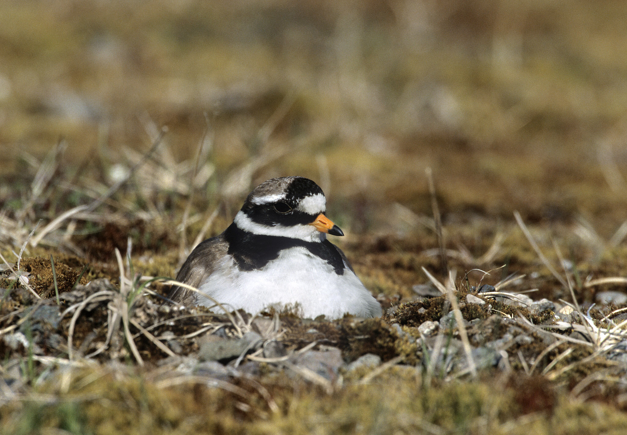 Small Bird Little Ringed Plover Stock Photo - Image of charadrius, swamp:  25880952