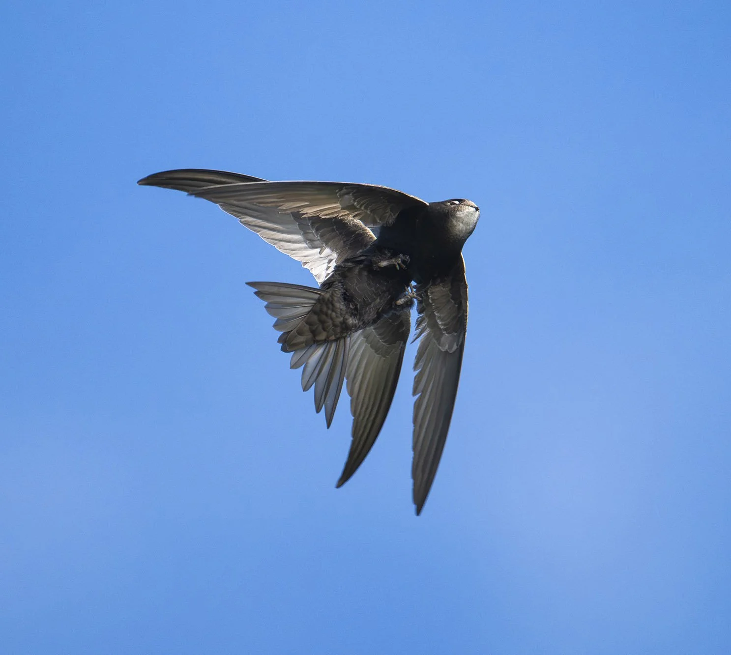 Common Swift - the bird that does almost everything on the wing.