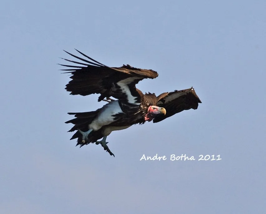 Funding for Vulture research - an update from the Hawk Conservancy Trust
