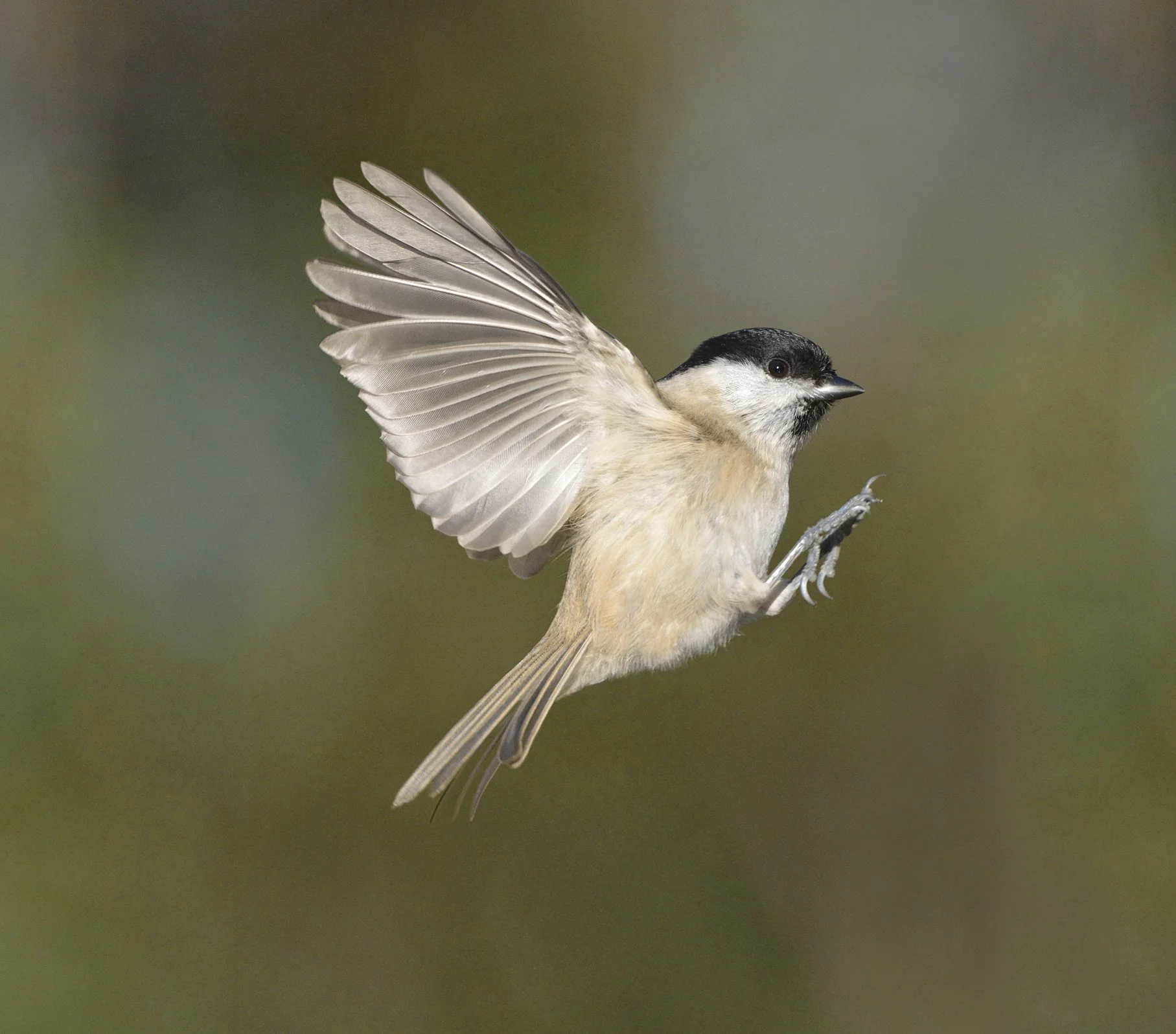 BOTB grant helps answer the question - can fungi build better homes for cavity-nesting birds? 